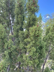Juniperus pinchotii