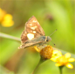 Dalla quasca
