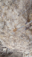 Scytodes