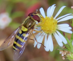 Syrphus rectus