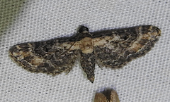 Eupithecia sonora