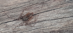 Scytodes globula