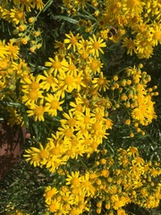 Senecio inornatus