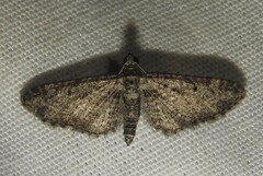 Eupithecia huachuca