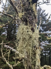 Usnea subfloridana