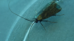 Adela reaumurella