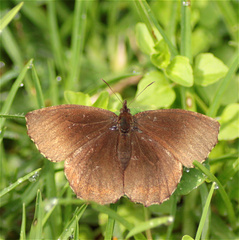 Panyapedaliodes drymaea