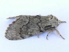 Paraeschra tortuosa