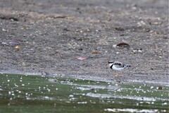 Elseyornis melanops