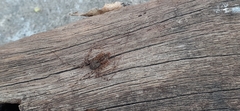 Scytodes globula