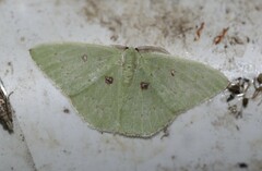 Comostola leucomerata