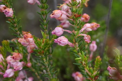 Erica excavata