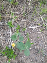 Pseudabutilon virgatum