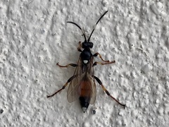 Ichneumon