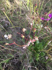 Senecio speciosus