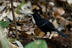 Pyriglena leucoptera