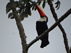 Ramphastos toco