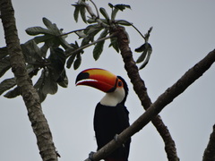 Ramphastos toco