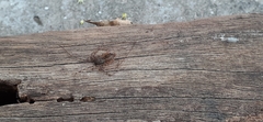 Scytodes globula