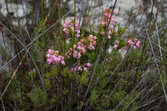 Erica excavata