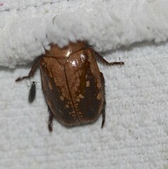 Anoplognathus concolor