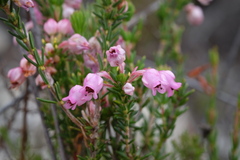 Erica excavata