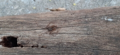 Scytodes globula