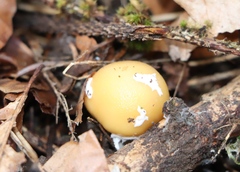 Amanita junquillea