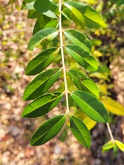 Ligustrum obtusifolium