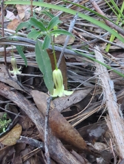 Billardiera scandens
