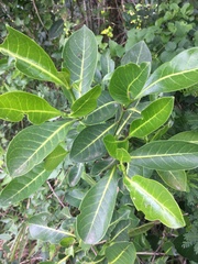 Psychotria capensis