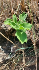 Merwilla plumbea