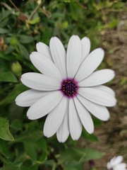 Dimorphotheca ecklonis