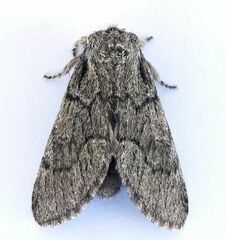 Paraeschra tortuosa