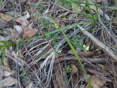 Billardiera scandens