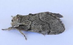 Paraeschra tortuosa