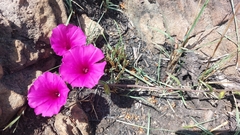 Ipomoea robertsiana