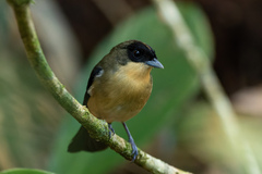 Trichothraupis melanops