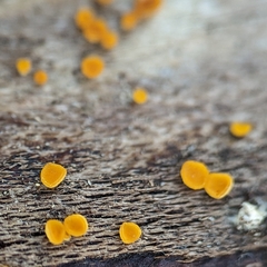 Calycina