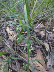 Billardiera scandens