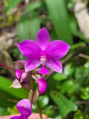 Spathoglottis