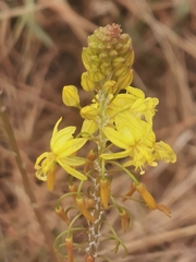 Bulbine latifolia