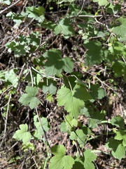 Rubus neomexicanus