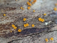Calycina