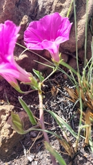Ipomoea robertsiana