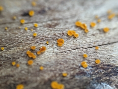Calycina
