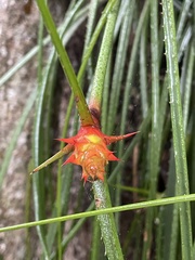Acanthostachys strobilacea
