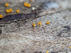 Calycina
