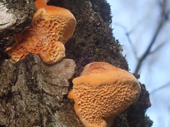 Pycnoporellus fulgens