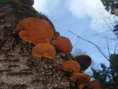 Pycnoporellus fulgens